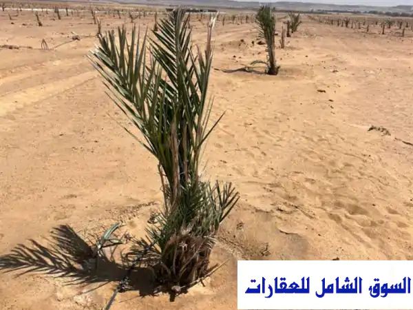 فرصة استثمارية استثنائية بالمنيا: شراكة 40% في 1133 فدان زراعي مجهز – مستقبل واعد وعائد مجزٍ!