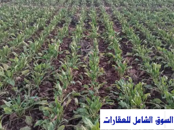 فرصة استثمارية استثنائية بالمنيا: شراكة 40% في 1133...