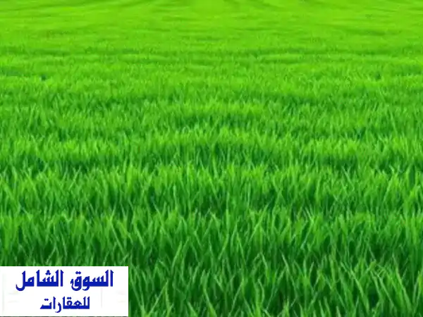 مزرعة أحلام للبيع في العادلة أبوظبي: مساحة 500*500 |...
