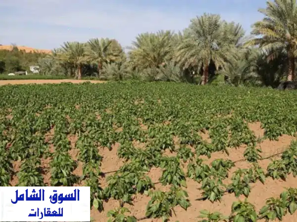 فرصة العمر بالختم: مزرعة أحلامك 33 ألف م² -...