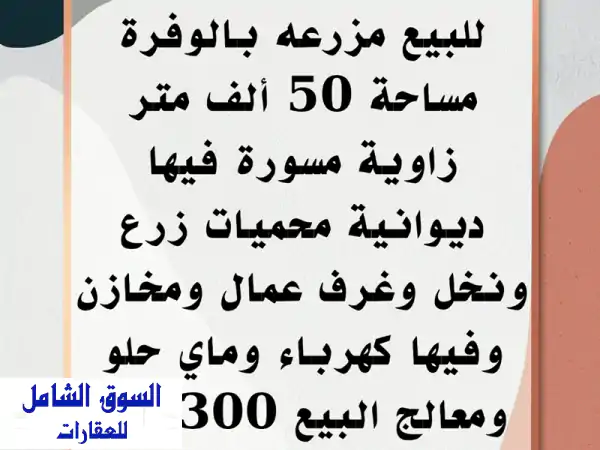 مزرعة الأحلام في الوفرة: موقع زاوية 50 ألف م² -...