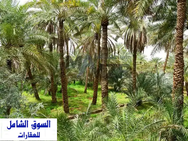 مزرعة استثمارية مميزة للبيع في الساد | بئران،...