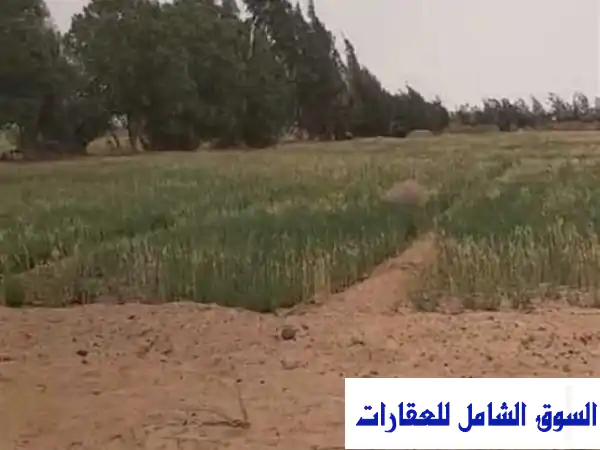 مزرعتك الخاصة في واحة خضراء بـالباويطي - 75...