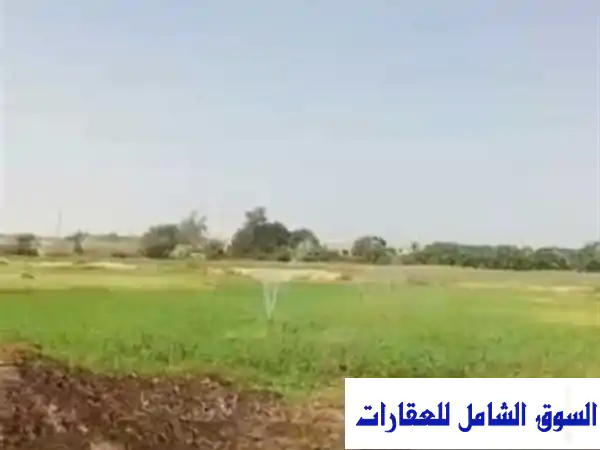 مزرعة فاخرة للبيع في وادي النطرون - 35 فدان، خيول...