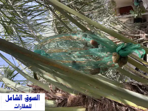مزرعة نخيل ضخمة للبيع في رماح - العانكة (33,000 متر) -...