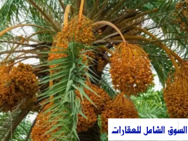 مزرعة فاخرة للبيع في كمبوند مميز بطريق مصر...