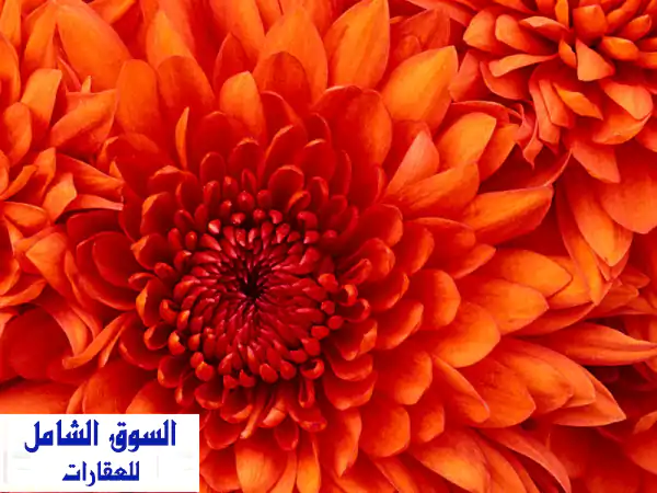 شقة للإيجار في أربد - دوار البياضة - مثالية...