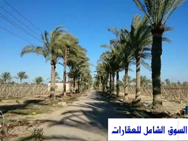 فرصة ذهبية! أرض زراعية للإيجار - 50 فدانًا خصبة في سمالوط، المنيا - مياه وكهرباء متوفرة!