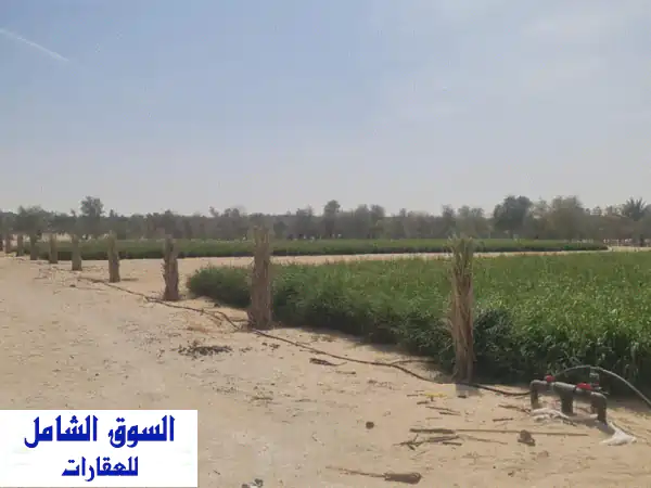 مزرعة أحلامك في الظفرة: 150 نخلة، ماء غزير، وكُران...