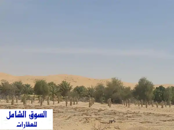 مزرعة أحلامك في الظفرة: 150 نخلة، ماء غزير، وكُران مُريح بـ 750 ألف فقط!