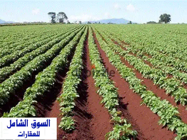 استثمار ذهبي! 3600 فدان أرض زراعية للبيع على طريق...