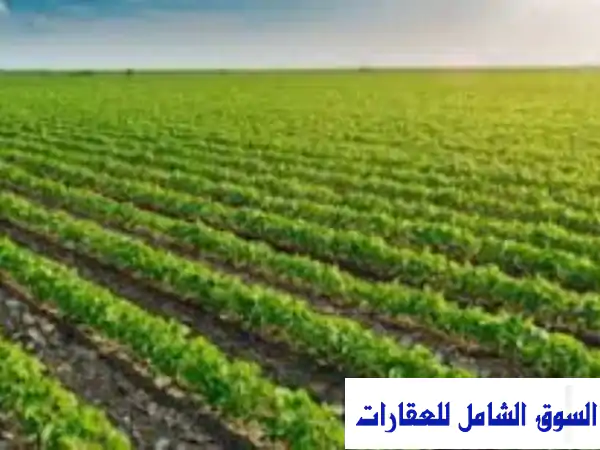 فرصة ذهبية! 50 فدان أرض زراعية خصبة للبيع...