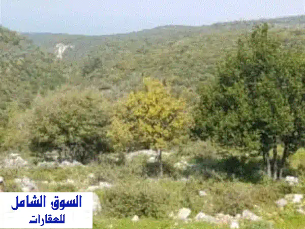 فرصة استثمارية ذهبية! أرض للبيع في شيخان جبيل -...