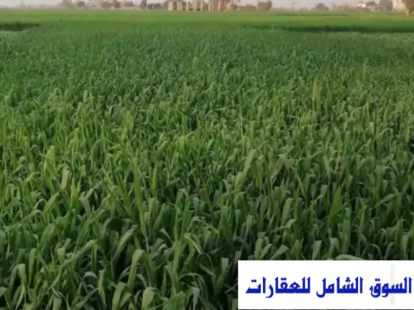 ارض زراعية مميزة للبيع بالشرقية - 17 قيراط بجوار...