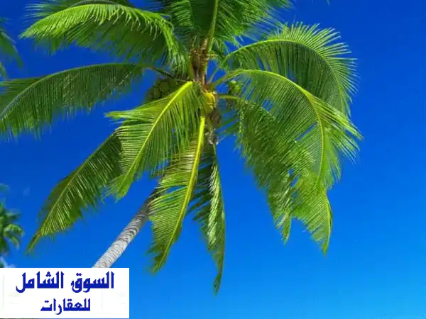 شاليه فاخر على البحر في صباح الأحمد - فرصة استثمارية...