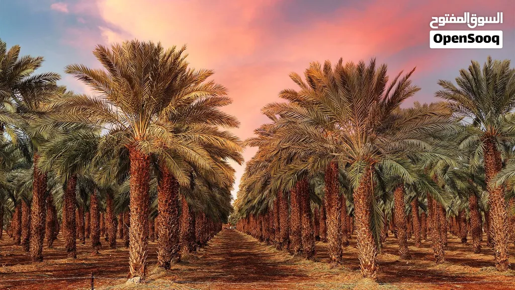 مزرعة نخيل مجهول مع محول كهرباء وبير في منطقة الرامة للبيع بسعر مغر