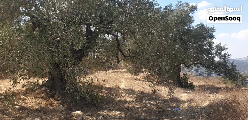 المزرعة الغربية A وسط البلد مرتفعة ومطلة ع...
