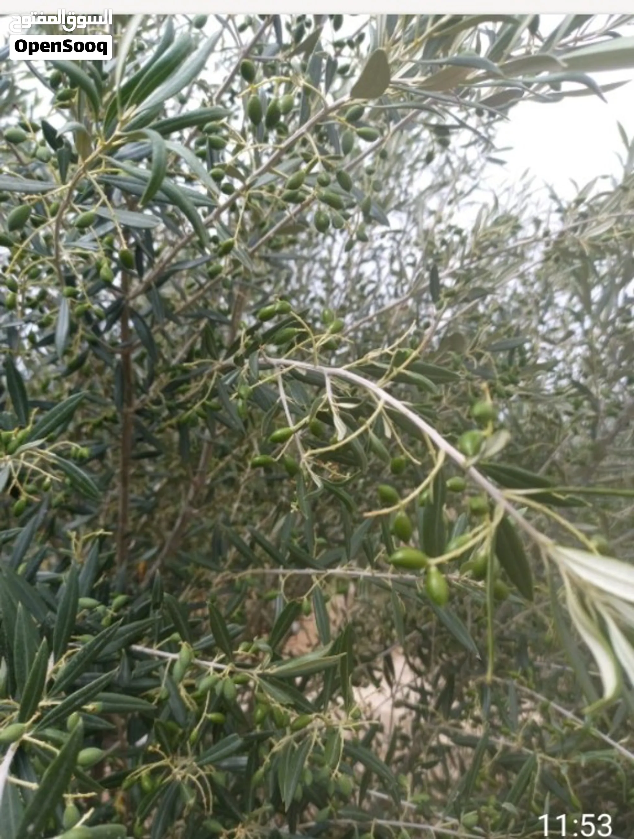 سانيه مساحتها 10هك