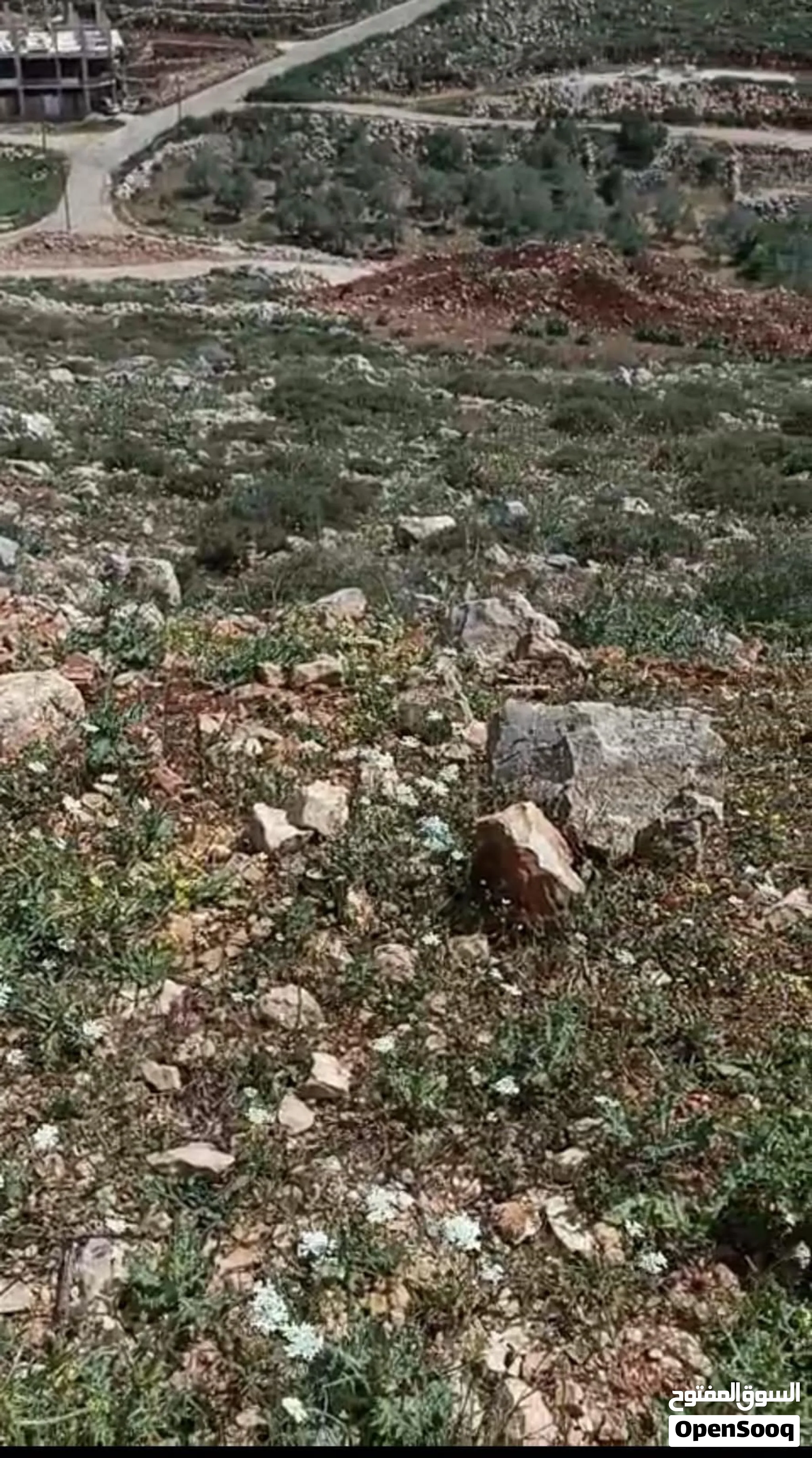 أرض للبيع في نابلس الجديدة
