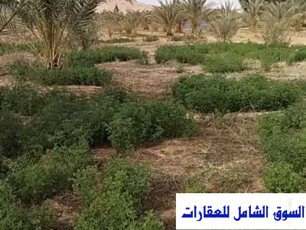 فرصة استثمارية نادرة: 20 فدان مزرعة نخيل متكاملة بالواحات البحرية، الجيزة - سكن فخم وكهرباء حكومي!