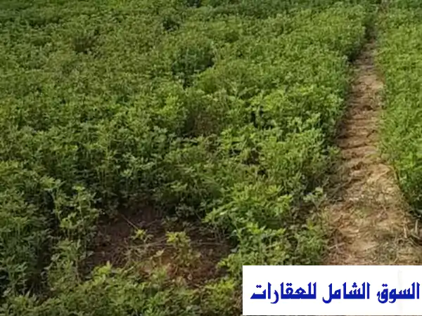 فرصة استثمارية نادرة: 20 فدان مزرعة نخيل...