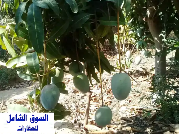 فرصة العمر: 5 فدان مانجو مثمرة بالسويس - شهر...