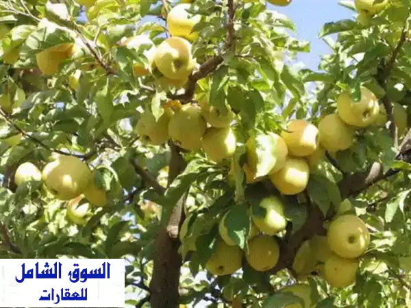 للبيع 100 فدان جوافه وزيتون وتفاح على الدولي تبع...