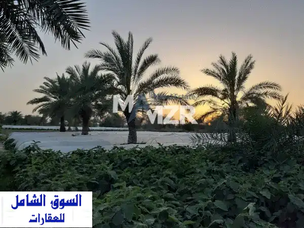 فرصة ذهبية: مزرعة استثمارية للبيع برماح، العين | 500 نخلة و3 آبار FM7350