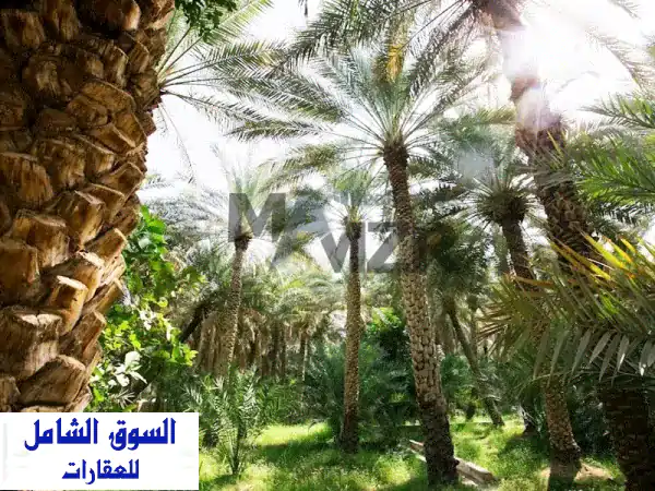فرصة ذهبية: مزرعة نخيل فسيحة للبيع في السمحة | استثمار زراعي جاهز بأبوظبي