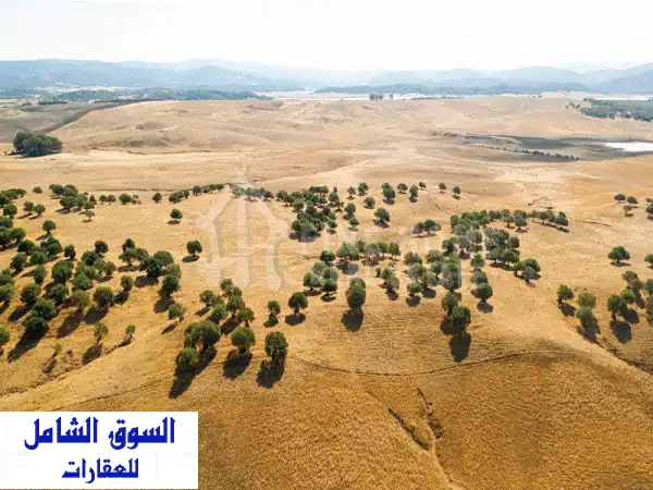 مزرعة للبيع بمساحة ضخمة 250,130 قدم مربع | استثمارك الزراعي المثالي بمياه وكهرباء وجاهزية تامة