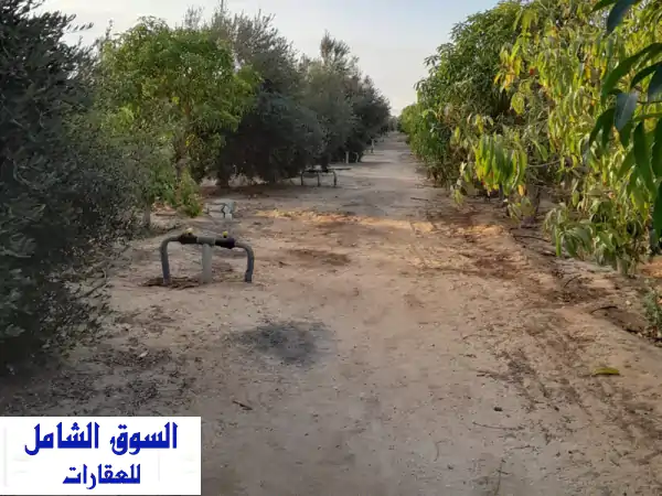 فرصة استثمارية ذهبية: مزرعة 5 فدان مانجو...