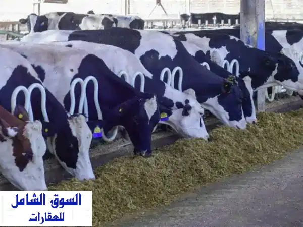 فرصة العمر! 24 فدان مزرعة متكاملة للبيع بأبو...