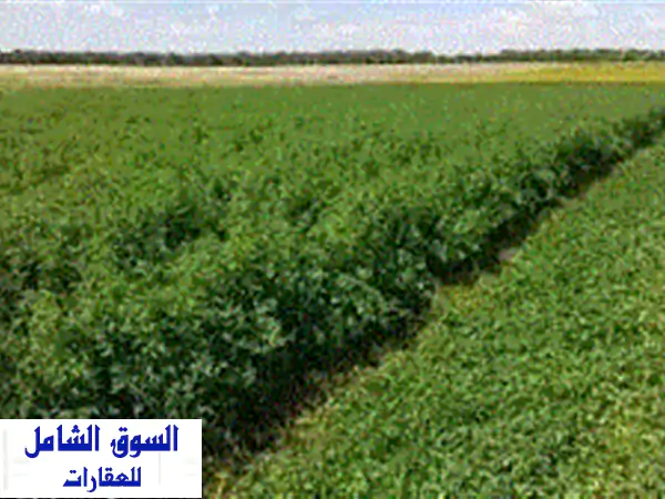 فرصة العمر! 24 فدان مزرعة متكاملة للبيع بأبو المطامير، البحيرة - على طريق الإسكندرية الصحراوي مباشرةً