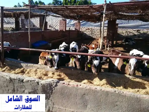 فرصة ذهبية! مزرعة متكاملة 65 فدان للبيع في...