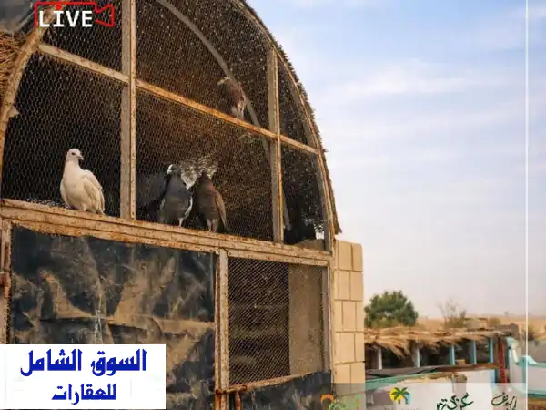 عزبة النرجس 5000م للبيع: رفاهية أسوانية، إنتاجية...