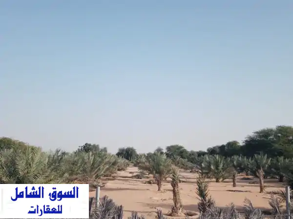 للبيع مزرعة استثمارية فاخرة في ليوا، الظفرة | 500 نخلة خرايف ومياه عذبة | سكن جاهز وموقع فريد على الرملة