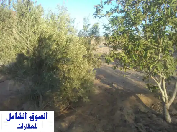 فرصة استثمارية ذهبية: للبيع مزرعة زيتون 5 فدان...