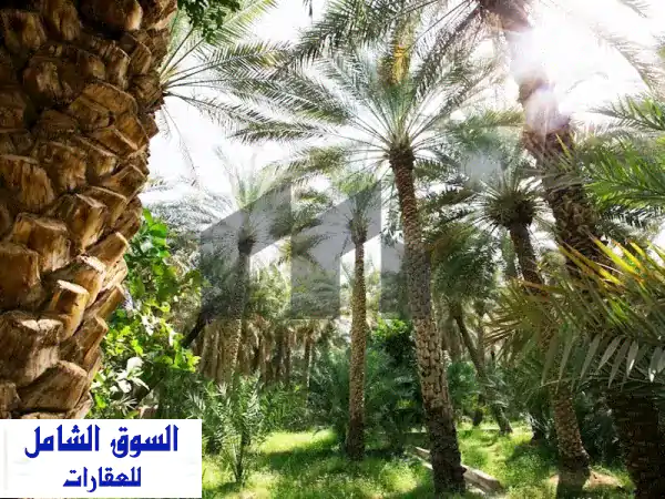 فرصة ذهبية: مزرعة أحلام للبيع في الوقن 600x600، 400 نخلة وبئرين مياه! #FM25836