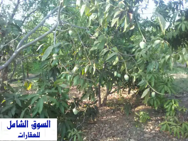 للبيع خمسة فدان مانجو في السويس، عمر 12 عام،...