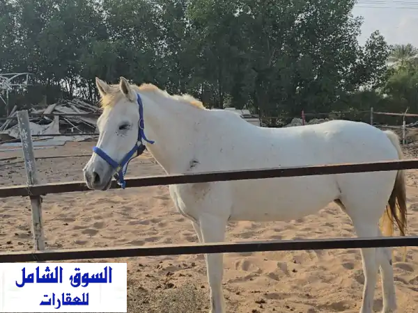 فرصة العمر: مزرعتان فاخرتان متكاملتان للبيع في...