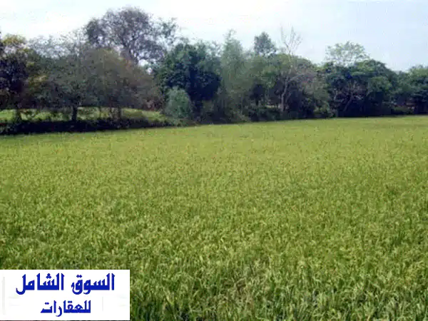 فرصة استثمارية لا تعوض: 5 فدان زراعية منتجة في السويس...