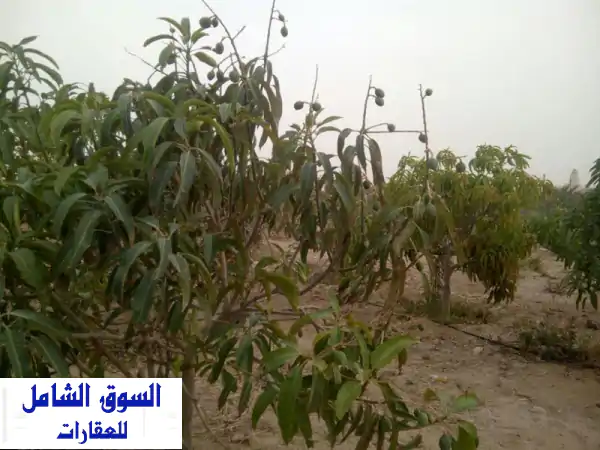 فرصة العمر! مزرعة مانجو 5 فدان منتجة (شندورة) بالسويس...