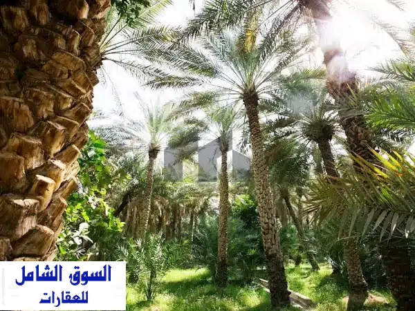 فرصة العمر: مزرعة أحلامك للبيع في الخزنة، العين | 381...