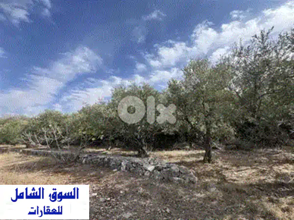 أرض الأحلام في البترون: استثمار العمر على بعد 5 دقائق من المركز! (مياه وكهرباء)