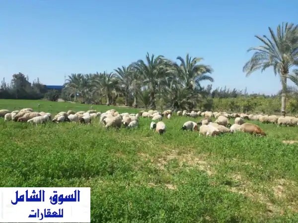 فرصة ذهبية: 28 فدان مانجو وزيتون مثمر بوادي النطرون...