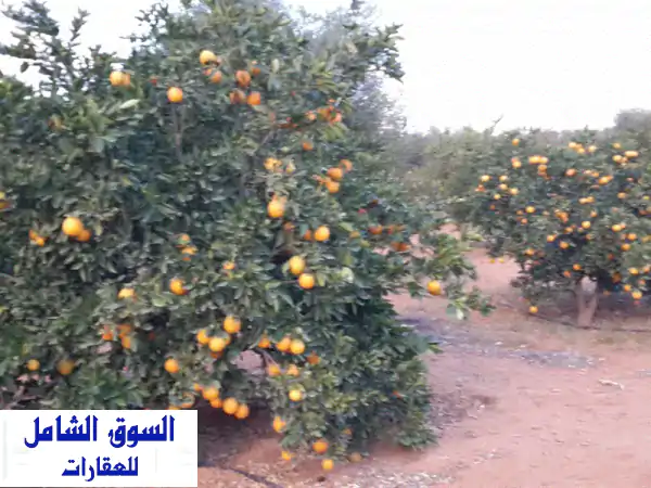 للبيع 500 فدان. ملك نهائي. في وادي النطرون بالبحيرة، 25 كيلو من طريق اسكندرية مصر الصحراوي، مزروعة ...