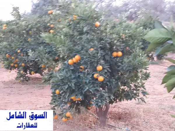 للبيع 500 فدان. ملك نهائي. في وادي النطرون بالبحيرة،...