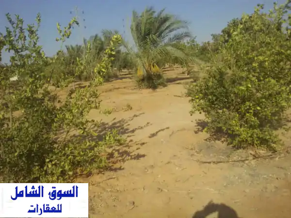 فرصة استثمارية ذهبية: مزرعة مانجو 5 فدان...