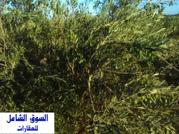 فرصة استثمارية ذهبية: مزرعة زيتون 15 فدان منتجة...