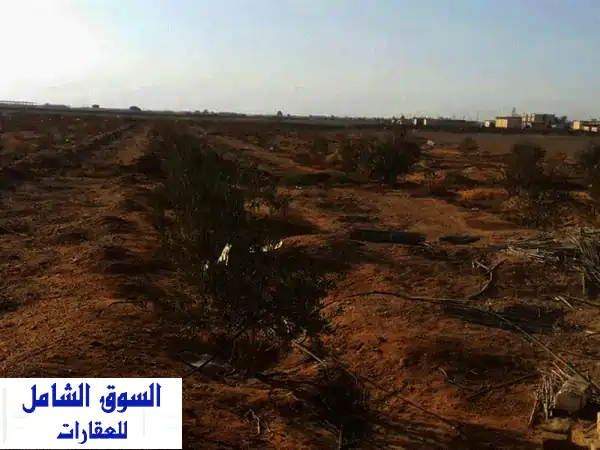 أرض مستصلحة 4 فدان للبيع في السويس، شندورة مرحلة 2،...